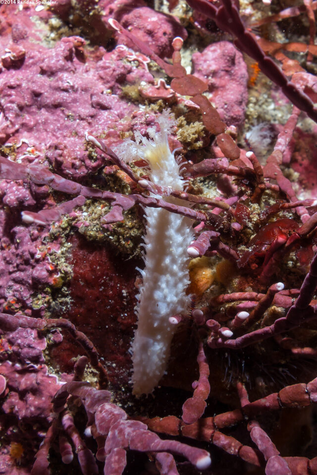 Pseudocnus lubricus (Fisher's Sea Cucumber)