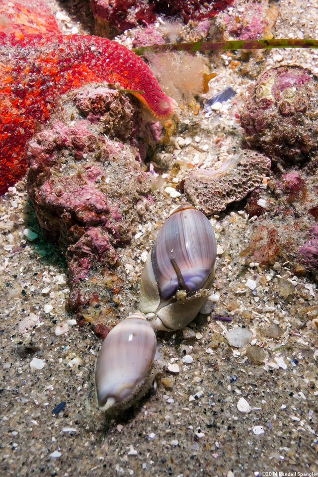 Callianax biplicata (Olive Snail)