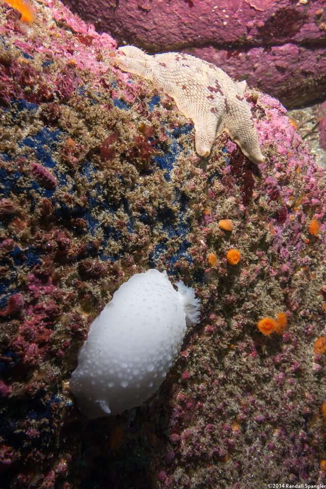 Doris odhneri (White Knight Dorid)