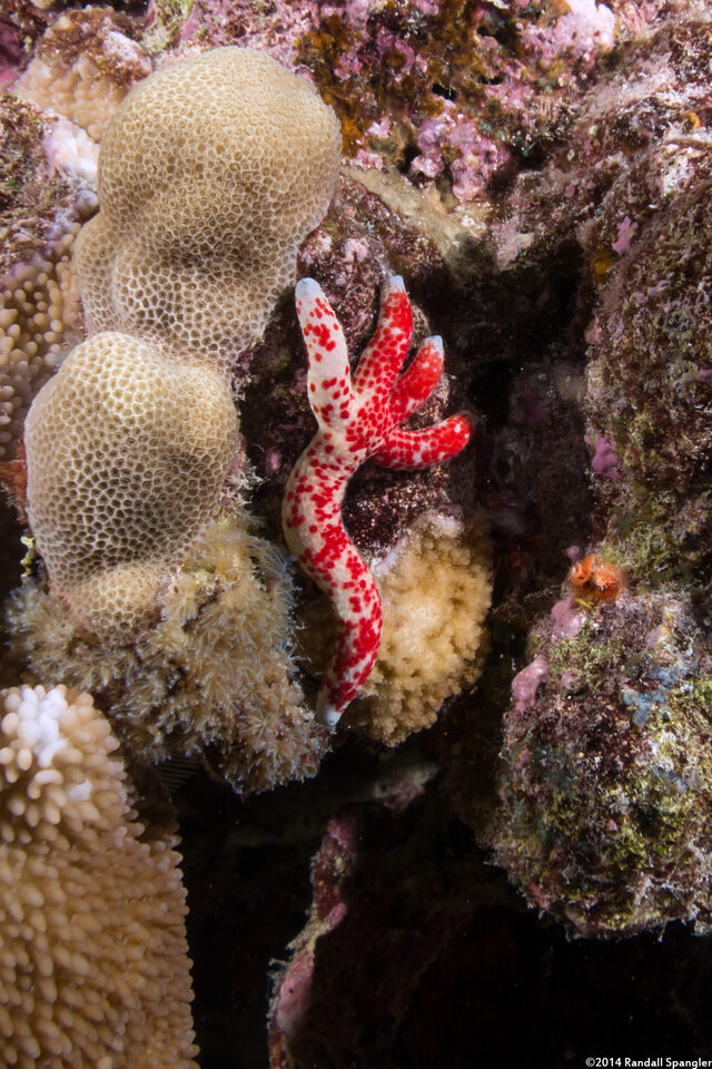 Linckia multifora (Multipore Sea Star)