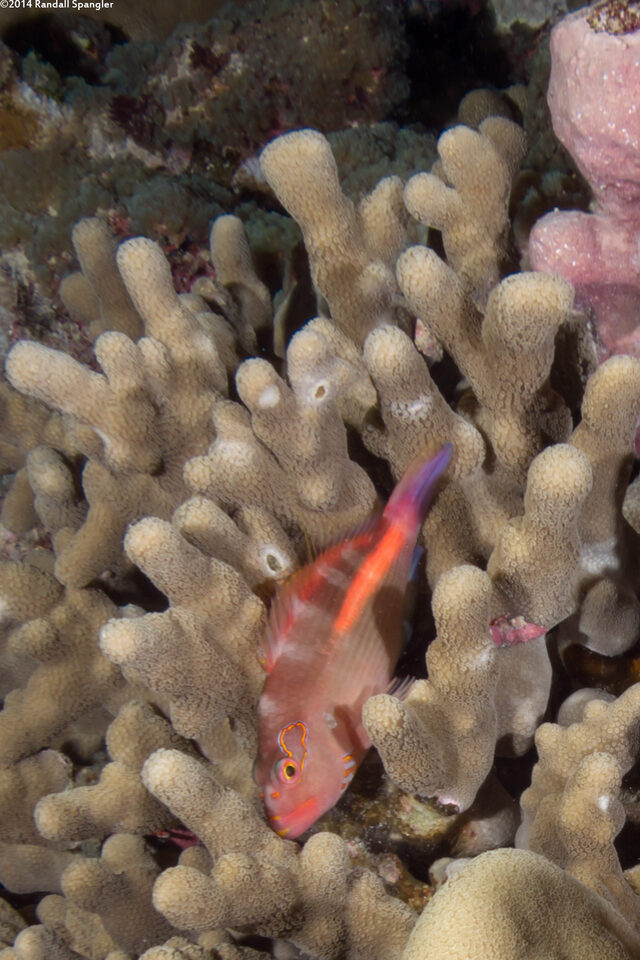 Paracirrhites arcatus (Arc-Eye Hawkfish)