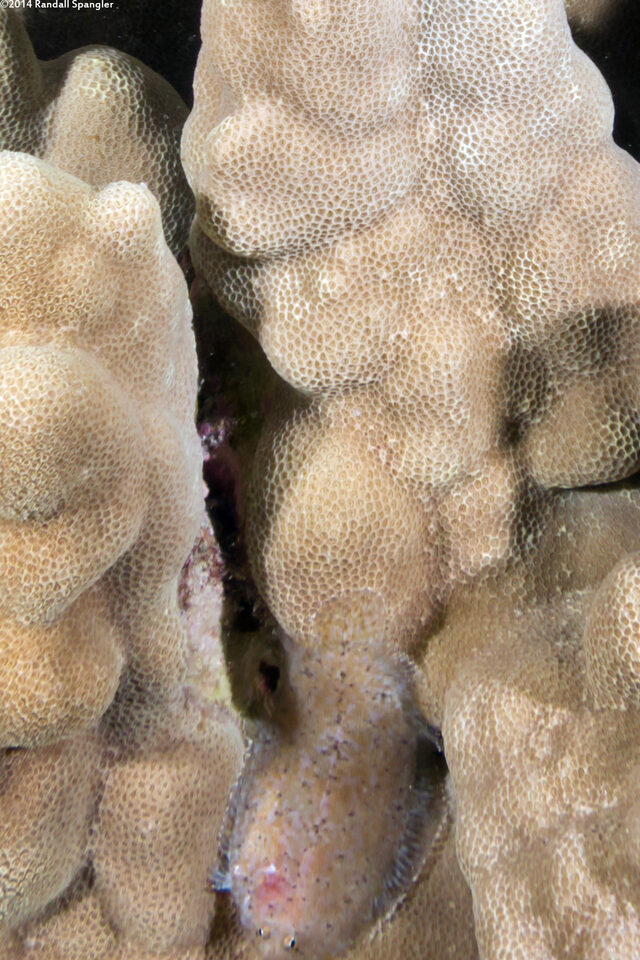 Aseraggodes therese (Therese's Sole)