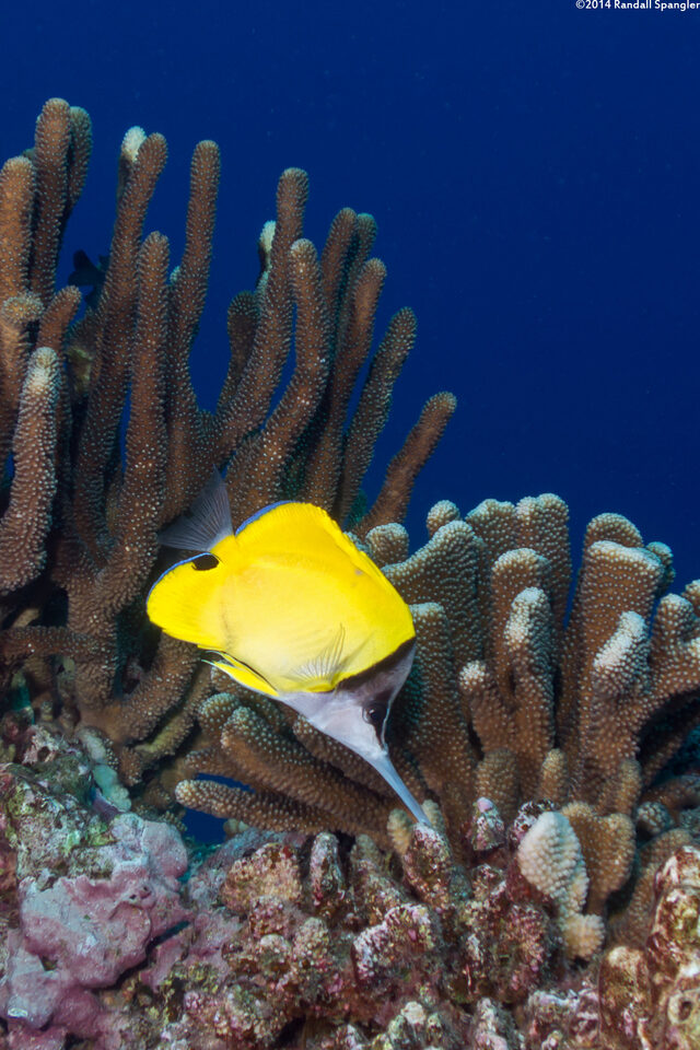 Forcipiger longirostris (Big Longnose Butterflyfish)
