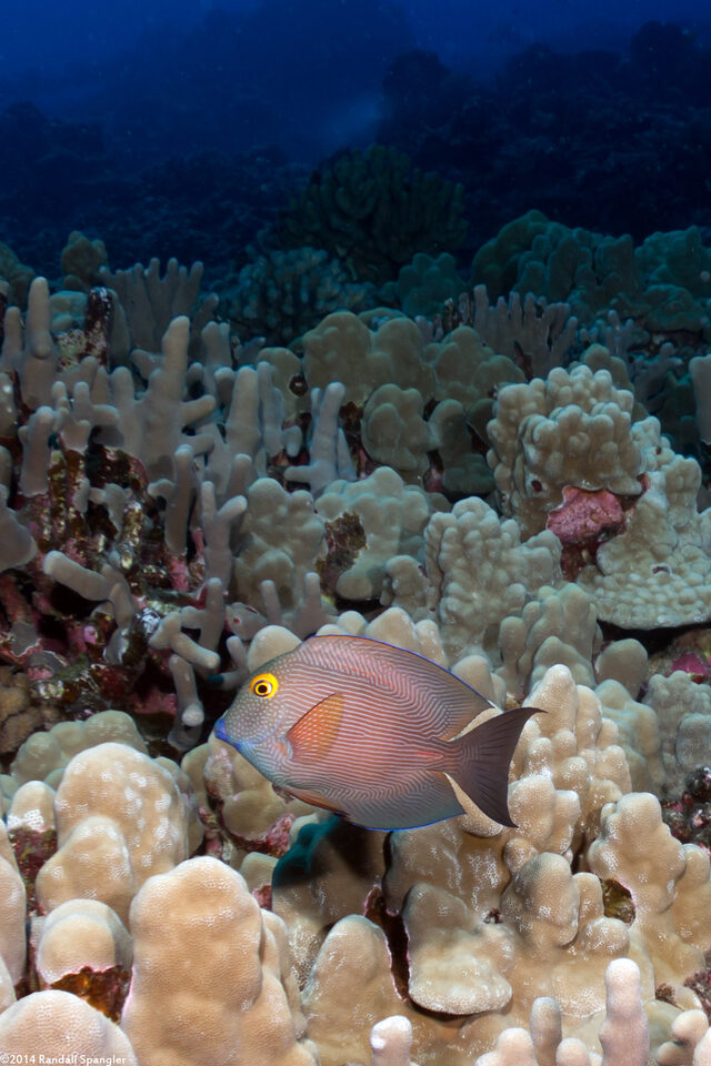 Ctenochaetus strigosus (Goldring Surgeonfish)