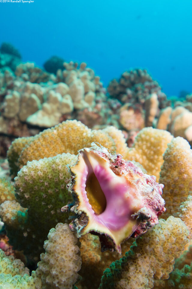 Drupa rubusidaeus (Brilliant Drupe)