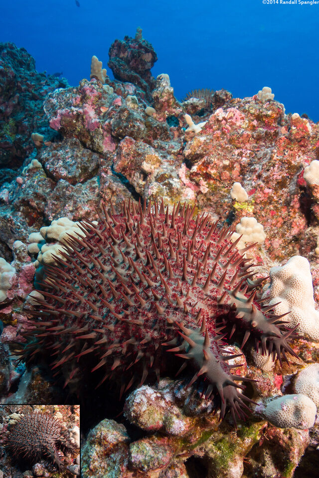 Acanthaster solaris (Crown-of-Thorns Star); Changed to the color in the inset in just a few seconds.