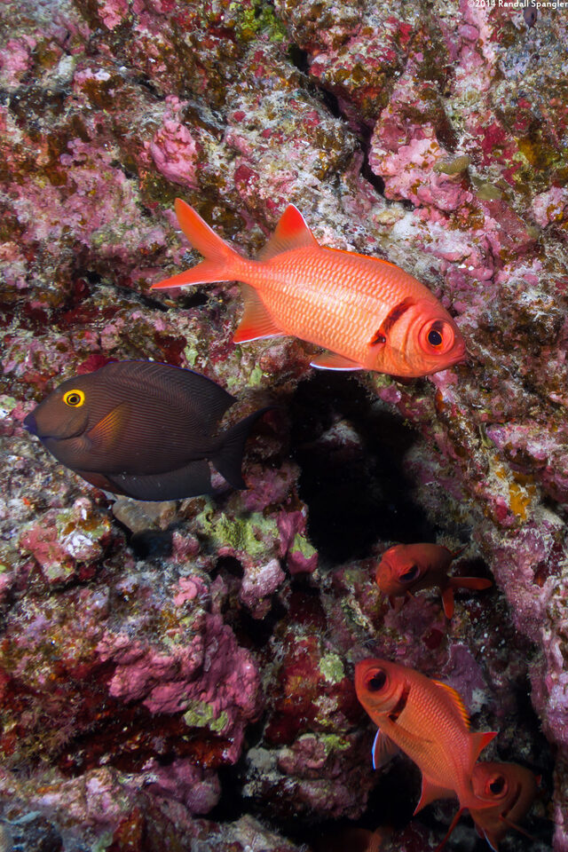 Myripristis berndti (Bigscale Soldierfish)