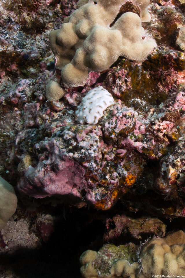 Palythoa caesia (Blue-Gray Zoanthid)