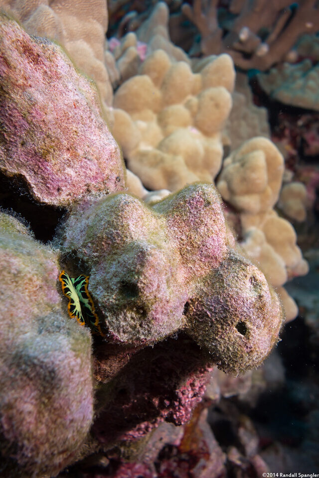 Pseudoceros dimidiatus (Divided Flatworm)