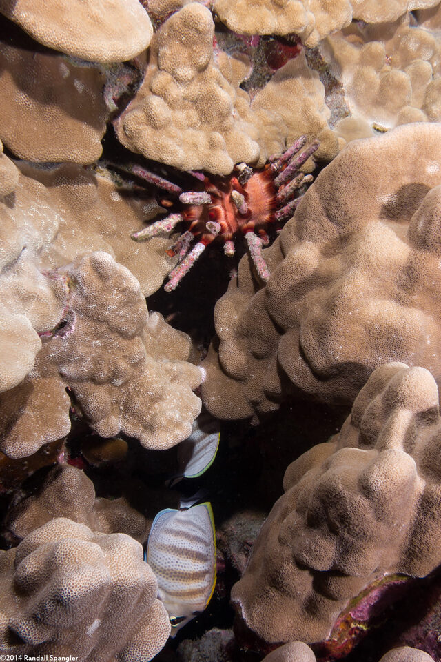 Chondrocidaris gigantea (Rough-Spined Urchin)
