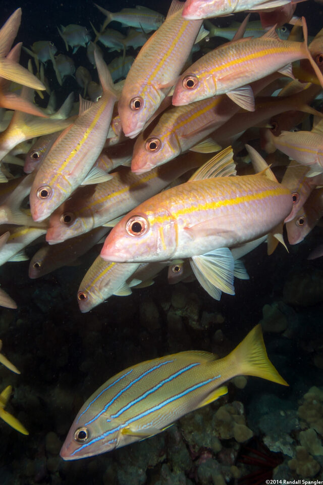 Mulloidichthys vanicolensis (Yellowfin Goatfish)