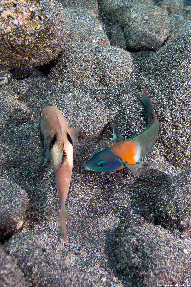 Thalassoma duperrey (Saddle Wrasse)