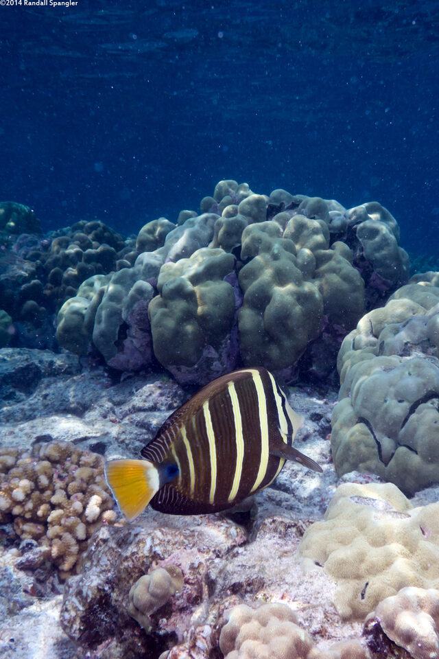 Zebrasoma veliferum (Pacific Sailfin Tang)