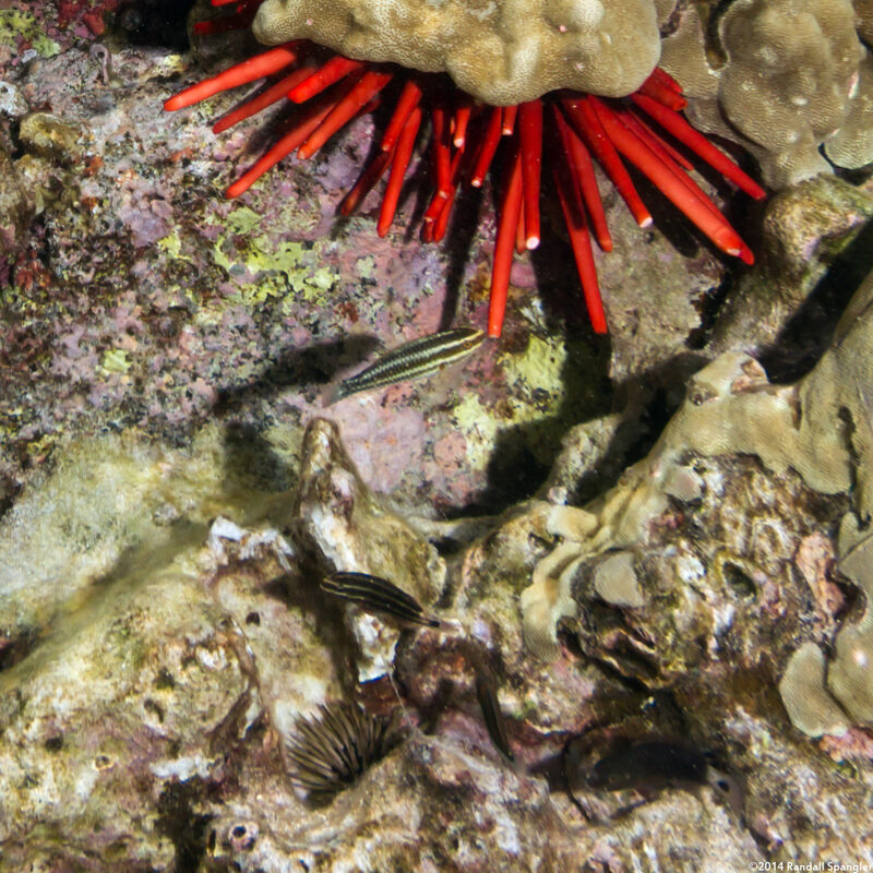 Chlorurus spilurus (Bullethead Parrotfish)