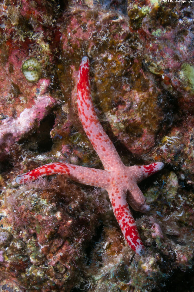 Linckia multifora (Multipore Sea Star)