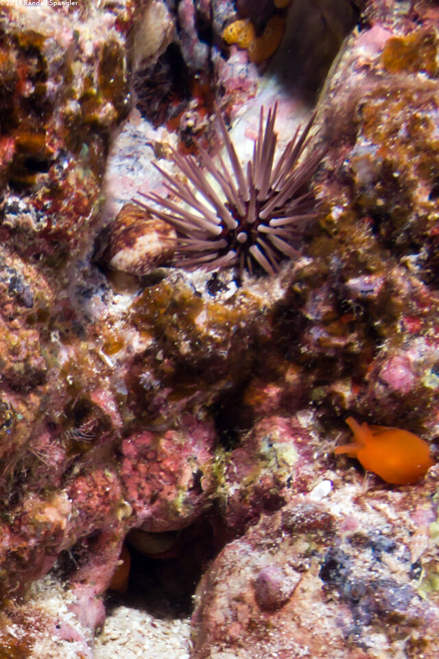 Berthellina delicata (Orange Gumdrop)