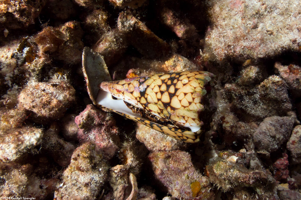 Conus bandanus (Banded Marble Cone)