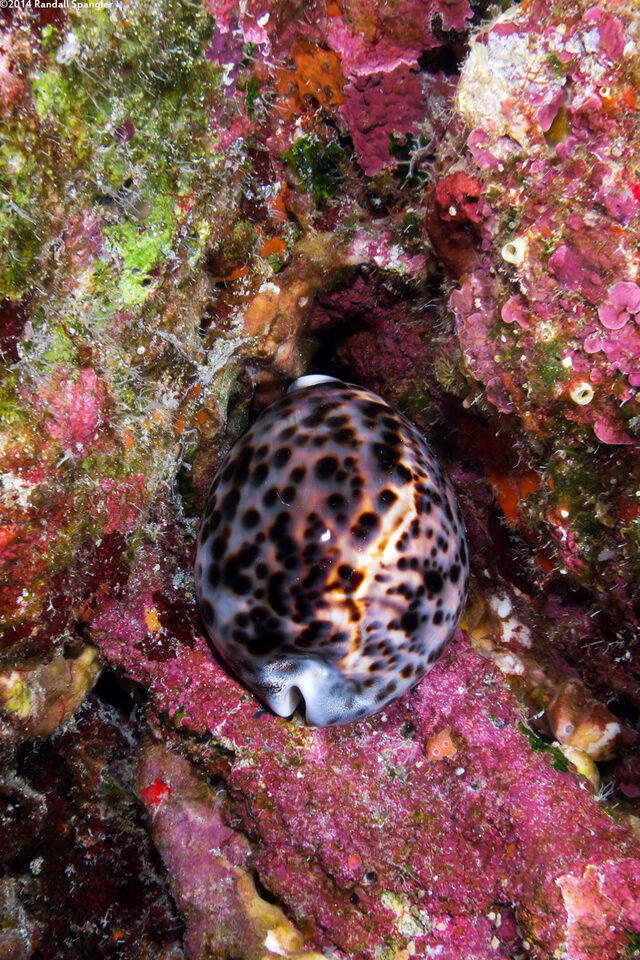 Cypraea tigris (Tiger Cowry)