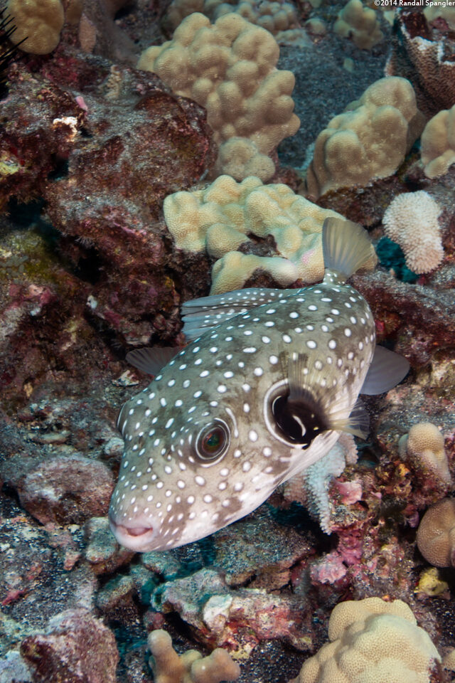 Arothron hispidus (White-Spotted Puffer)