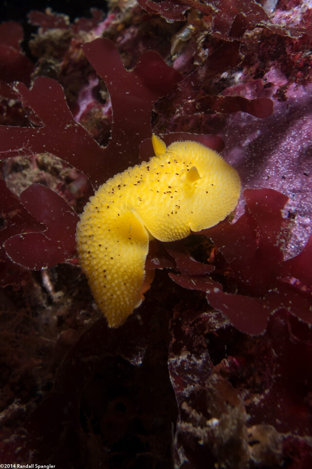 Peltodoris nobilis (Sea Lemon)