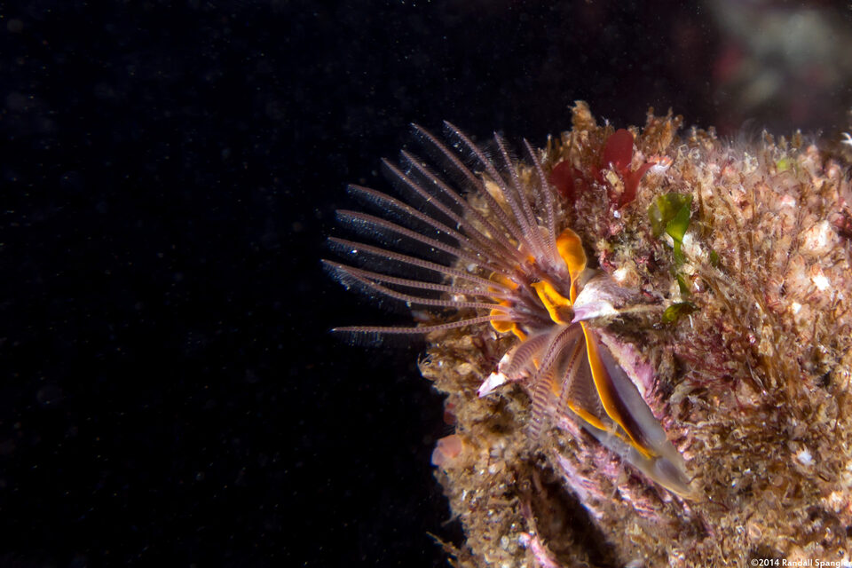 Balanus nubilus (Giant Acorn Barnacle)