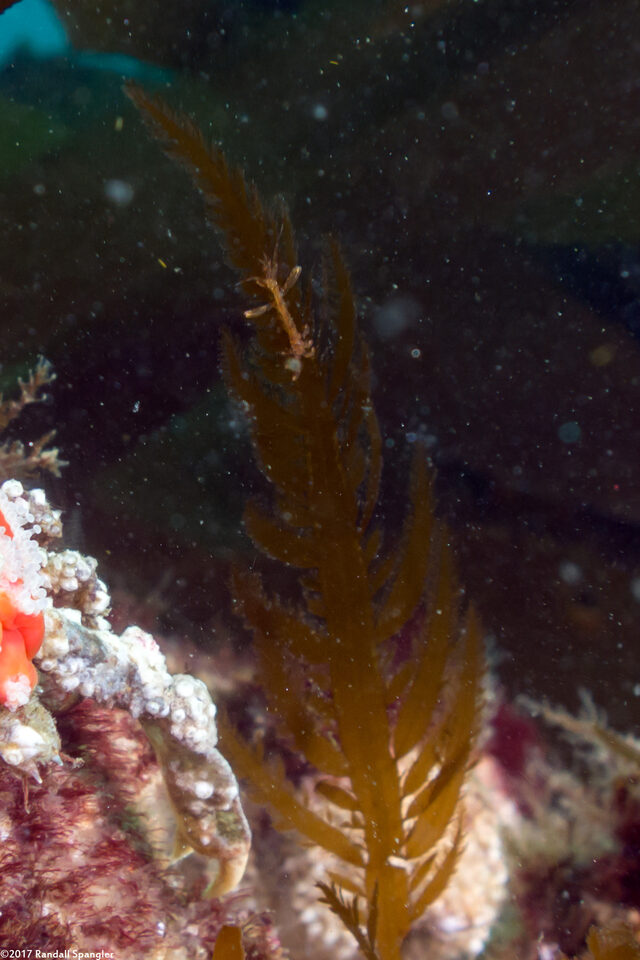 Caprella sp.1 (Skeleton Shrimp)