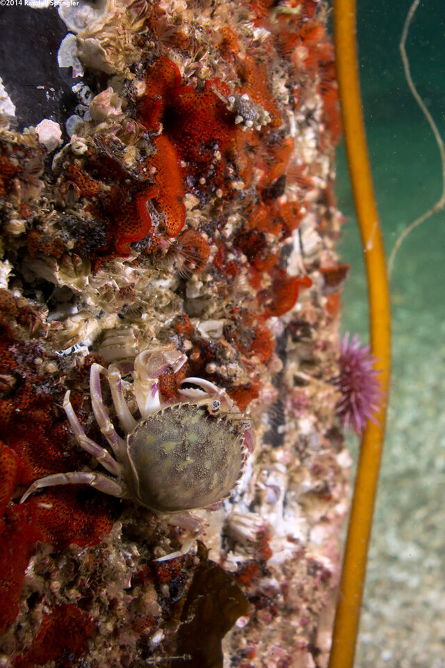 Metacarcinus gracilis (Graceful Crab)