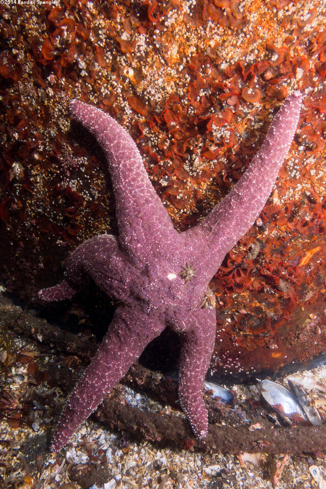 Pisaster ochraceus (Ochre Star)