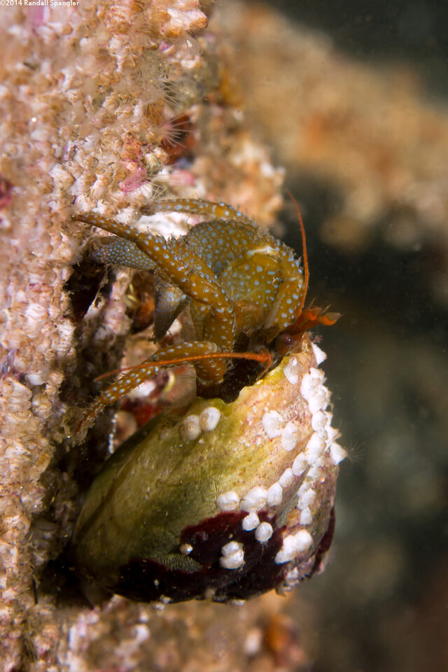 Pagurus granosimanus (Grainyhand Hermit Crab)