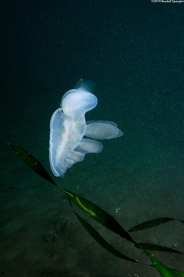 Melibe leonina (Lion's Mane Nudibranch); Swimming