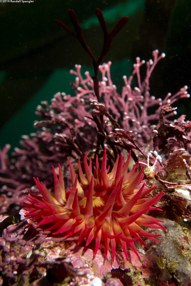 Urticina eques (White-Spotted Rose Anemone)