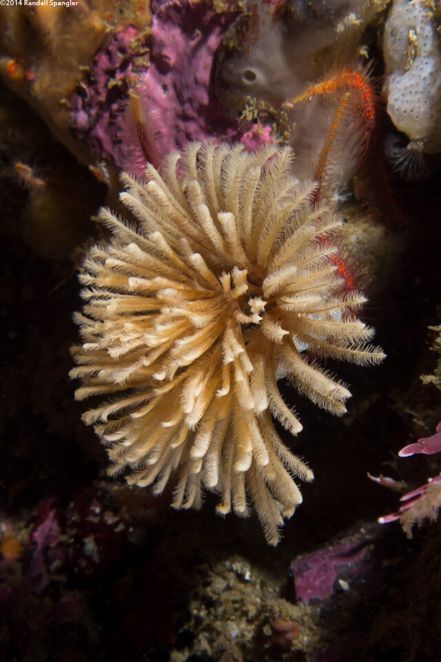 Eudistylia polymorpha (Feather Duster Worm)