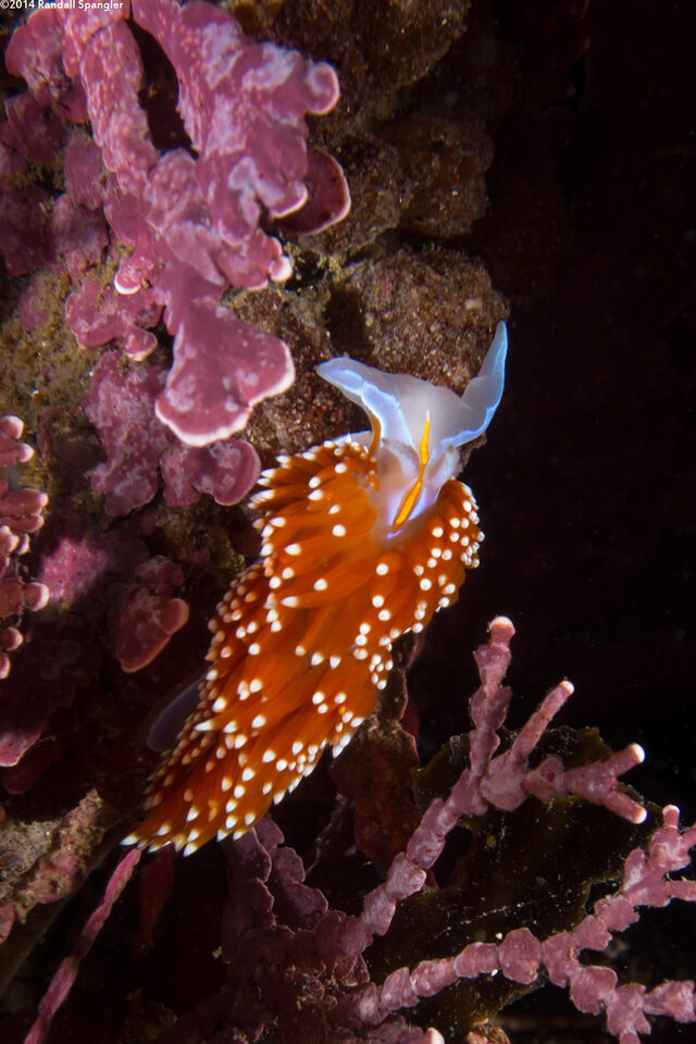 Hermissenda opalescens (Opalescent Nudibranch)