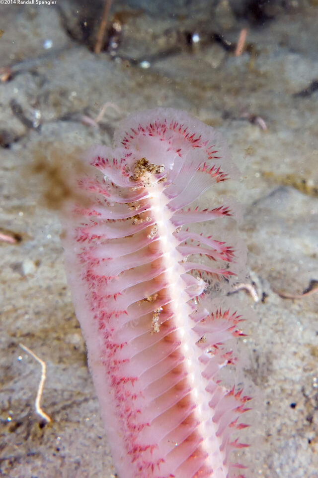 Stylatula elongata (White Sea Pen)