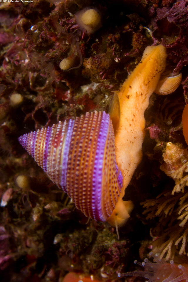 Calliostoma annulatum (Blue-Ring Top Snail)