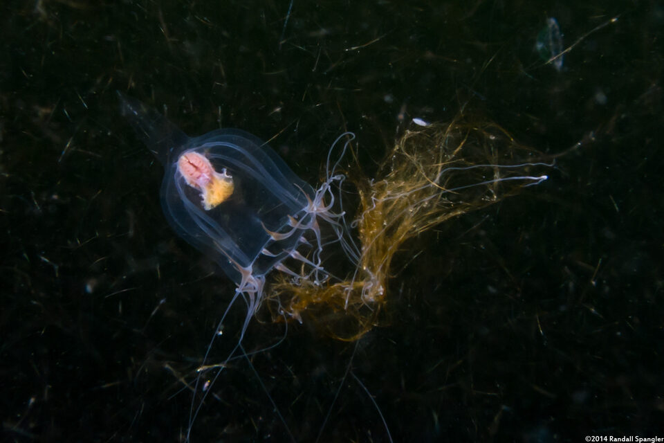 Leuckartiara sp.1 (Leuckartiara sp.1)