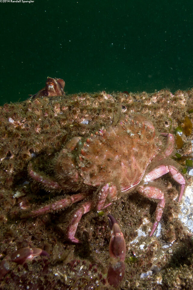 Romaleon antennarium (Pacific Rock Crab)