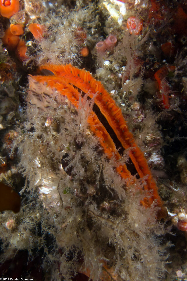 Crassadoma gigantea (Rock Scallop)