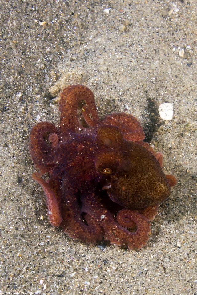 Octopus rubescens (Red Octopus)