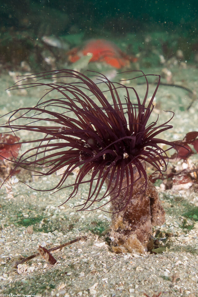 Pachycerianthus fimbriatus (Tube-Dwelling Anemone)