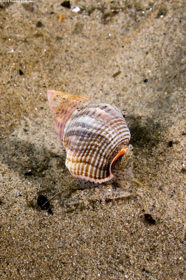 Nassarius fossatus (Giant Western Nassa)