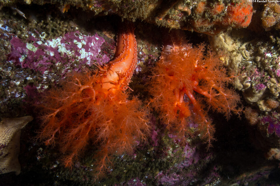 Cucumaria miniata (Orange Sea Cucumber)