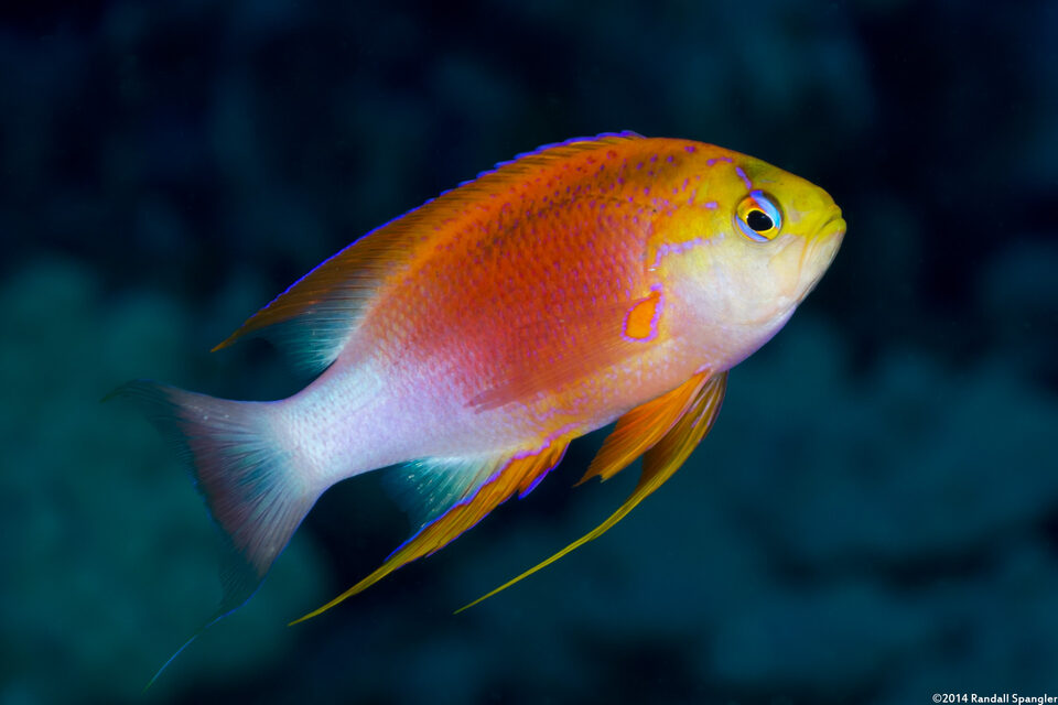 Pseudanthias hawaiiensis (Hawaiian Longfin Anthias)