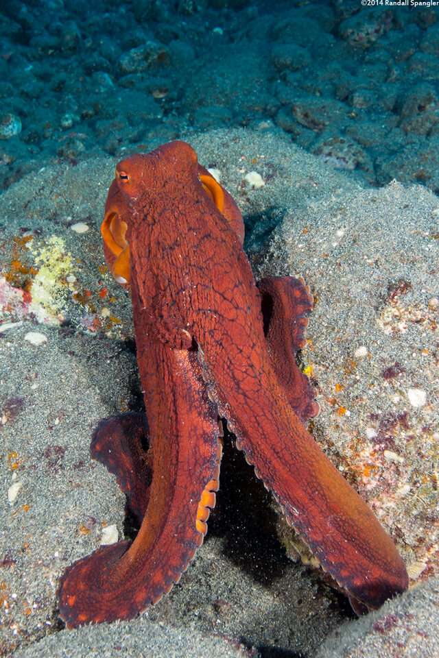 Octopus cyanea (Day Octopus)