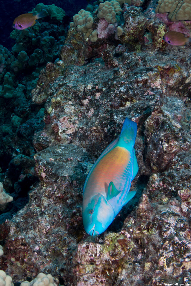 Chlorurus spilurus (Bullethead Parrotfish)