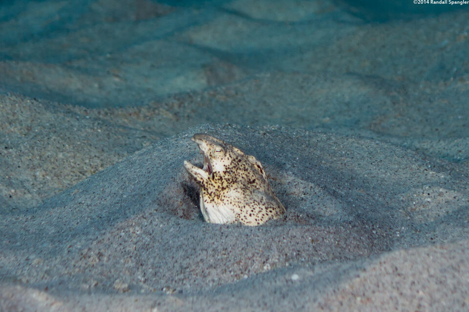 Callechelys lutea (Freckled Snake Eel)