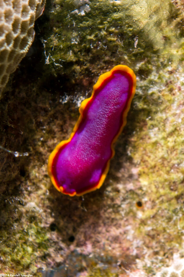 Pseudoceros ferrugineus (Fuchsia Flatworm)