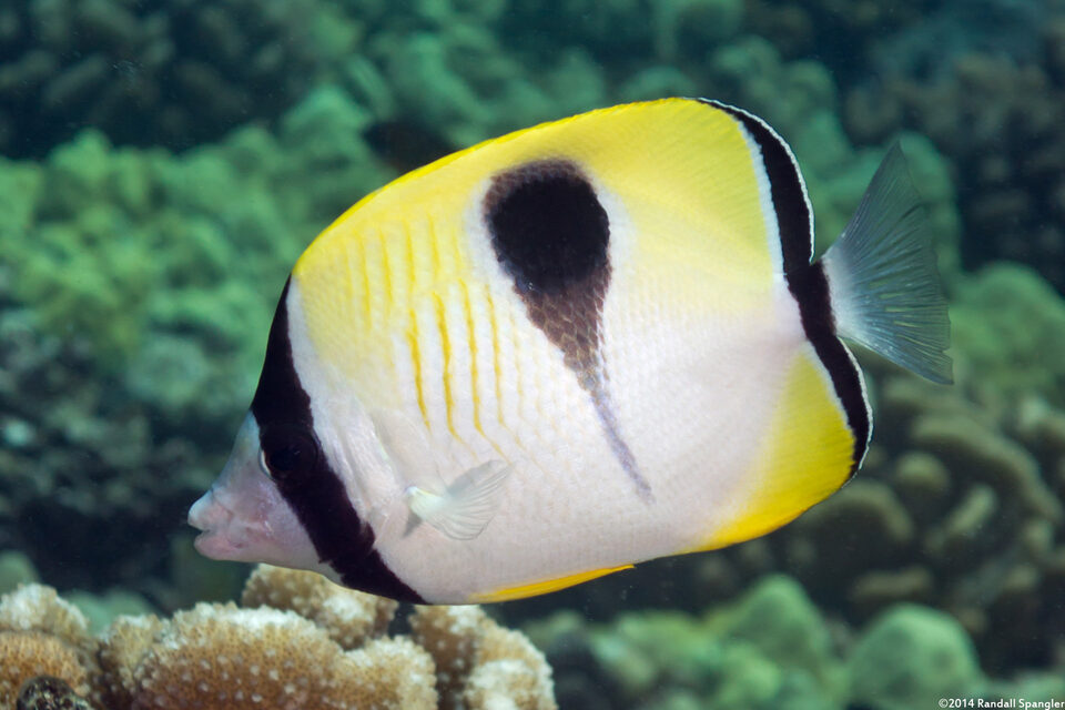 Chaetodon unimaculatus (Teardrop Butterflyfish)