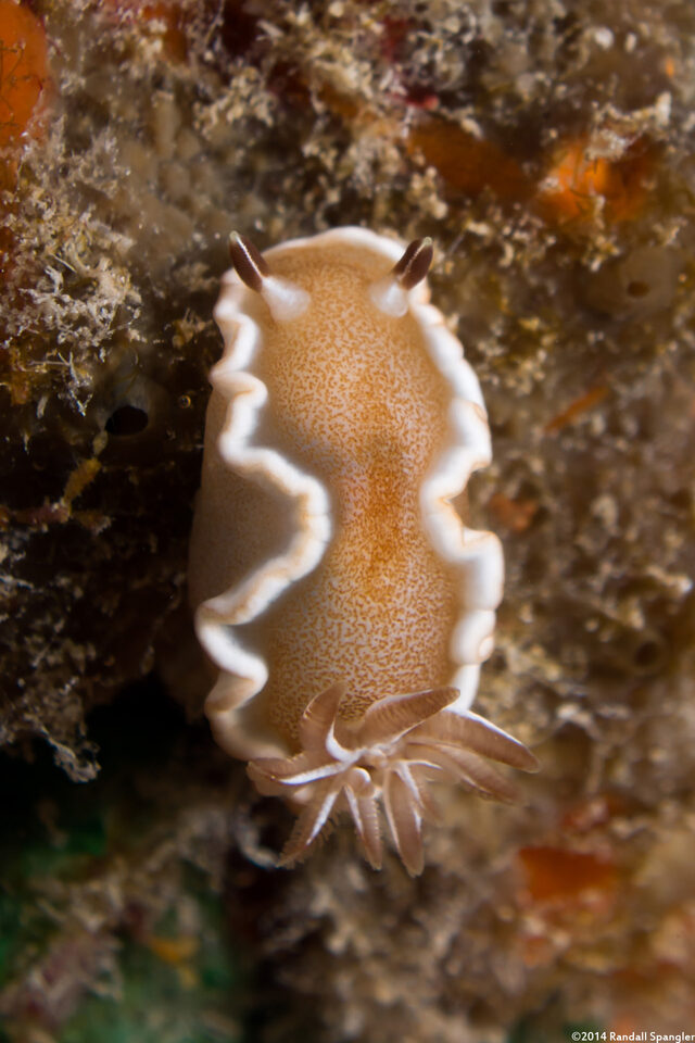 Glossodoris rufomarginata (White-Margin Nudibranch)