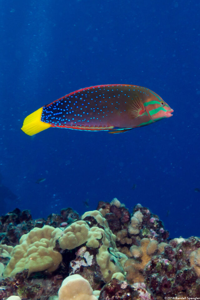 Coris gaimard (Yellowtail Coris)